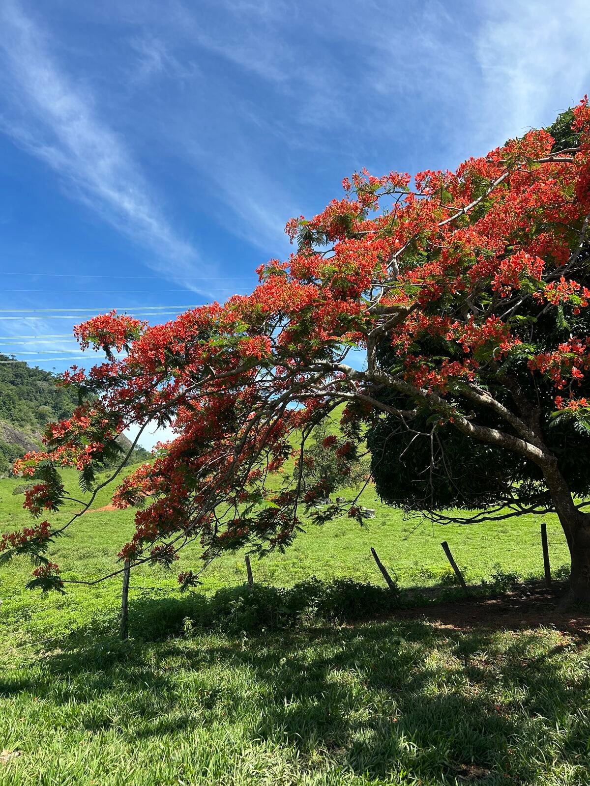 Flamboyant florido na fazenda