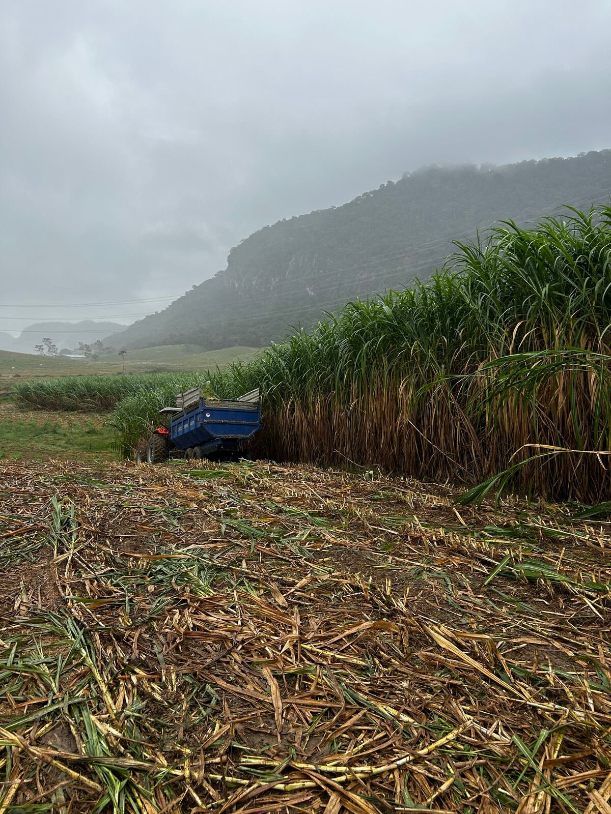 Colheita de cana-de-açúcar para alimentação animal